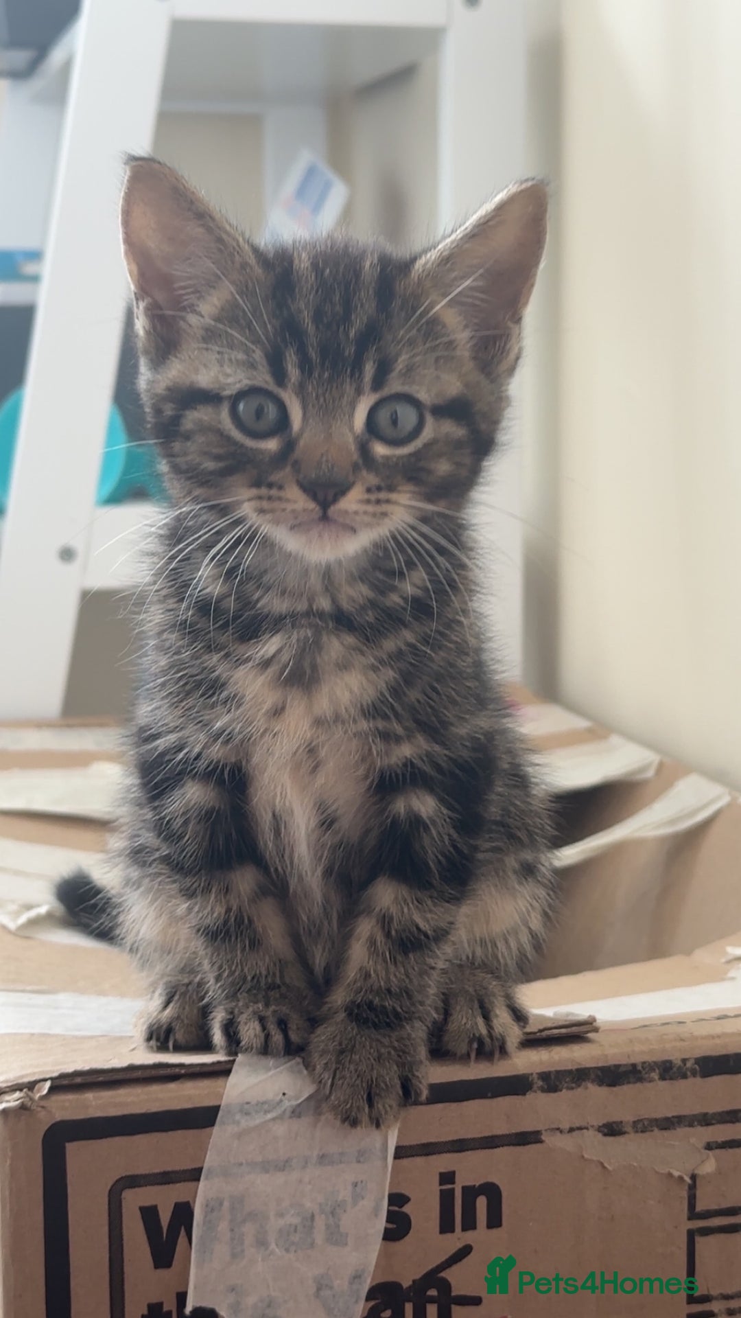 Mixed Breed cats for sale: LAST FEMALE KITTEN AVAILABLE 100£ - Image 1