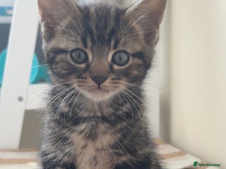 Mixed Breed cats - Advert 7