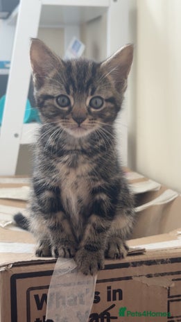 Mixed Breed cats - Advert 5