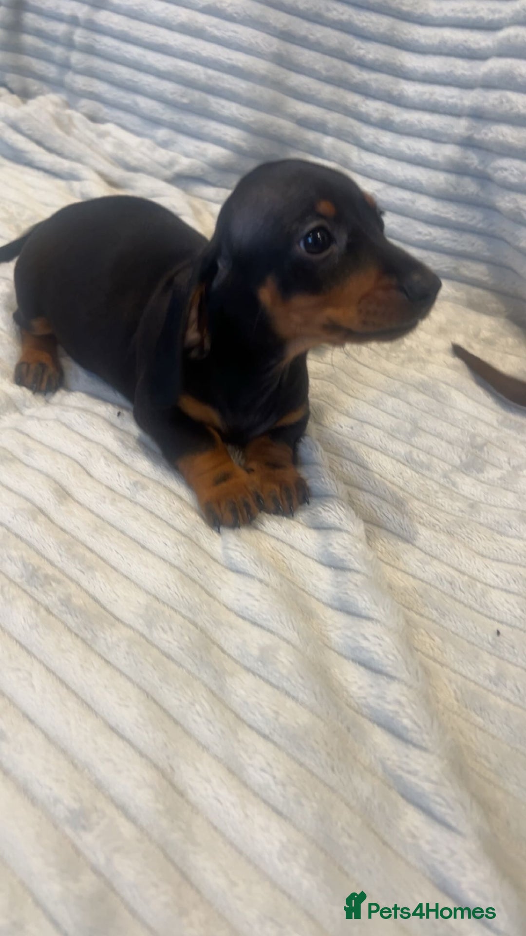 Miniature Dachshund dogs for sale: Minatures dachounds - Advert 11