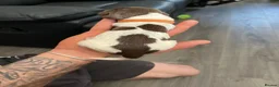 English Springer Spaniel dogs for sale: FTCH Springer spaniels liver and white  - Advert 9