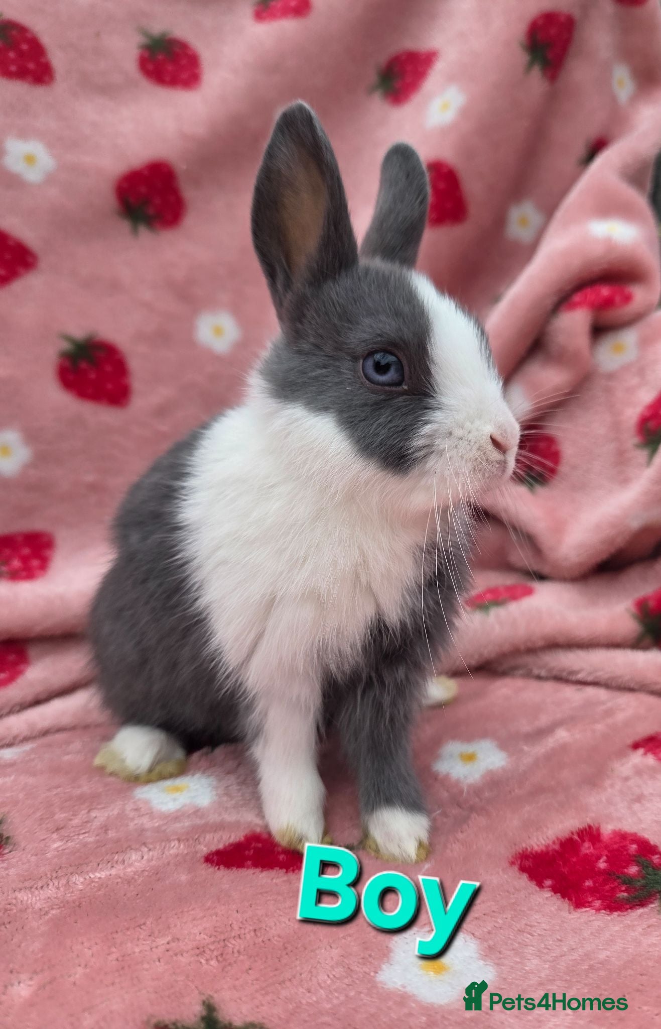 Mixed Breed rabbits ☆Ready Now☆ plush mini lion lop bunnies ☆ 8 weeks - Advert 2