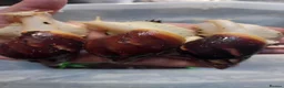 Snails invertebrates for sale: Giant African Land Snails Juveniles in Milton Keynes - Advert 17