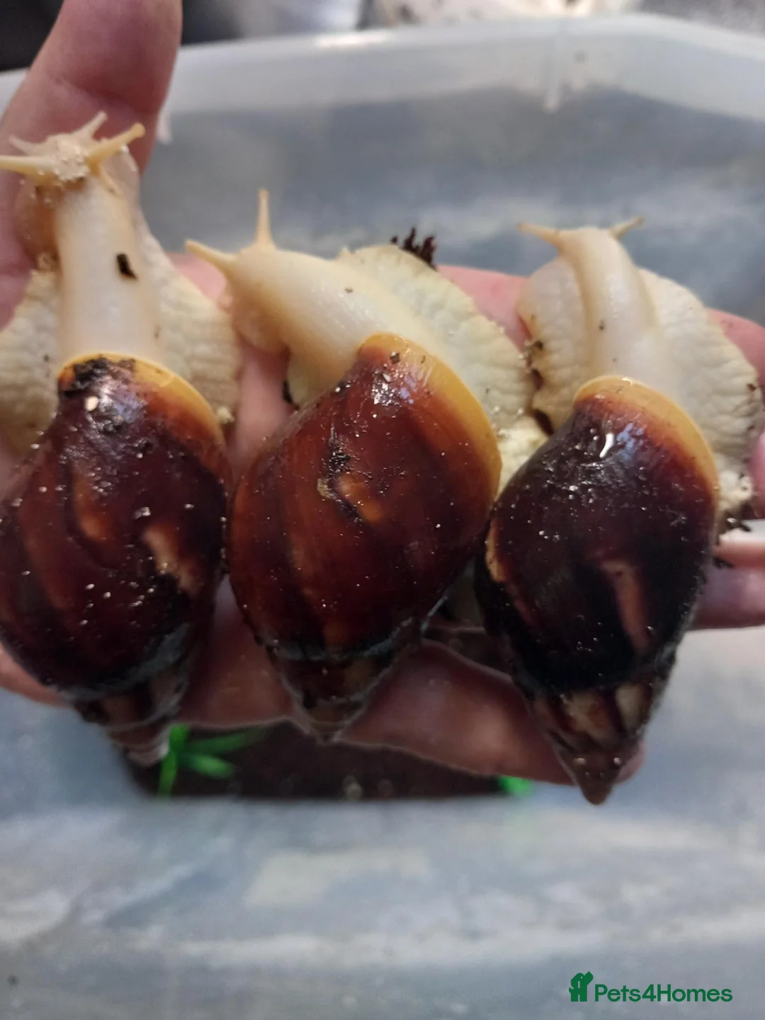 Snails invertebrates for sale: Giant African Land Snails Juveniles in Milton Keynes - Advert 17