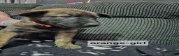 Mixed Breed dogs for sale: German shepherd x dutch shepherd  in Grimsby - Advert 11