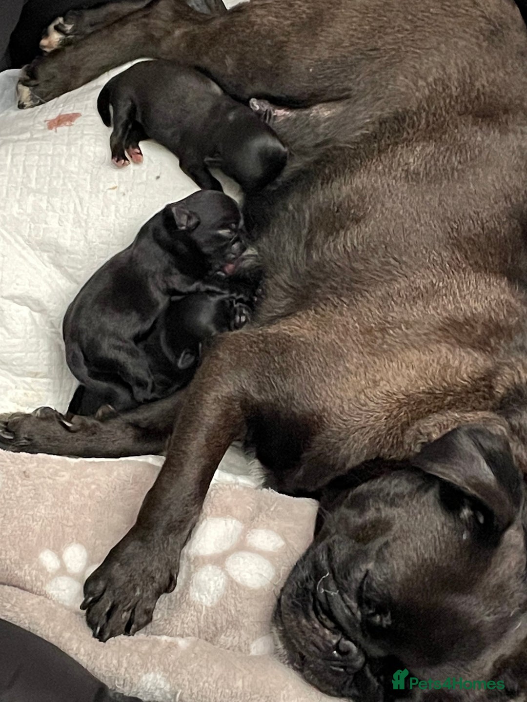 Pug dogs for sale: Two Baby Pugs  - Image 9