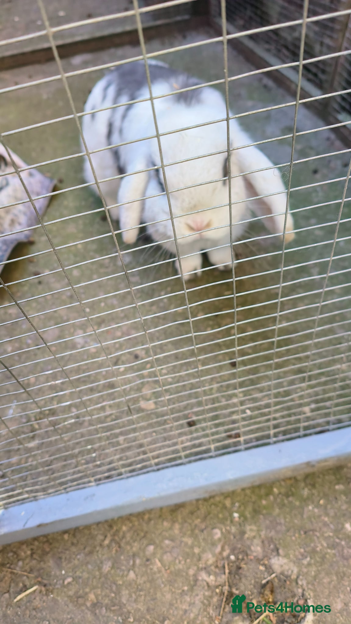 Mini Lop rabbits Charlie doe mini lop - Advert 2