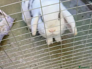 Mini Lop rabbits Charlie doe mini lop - Advert 14