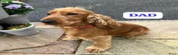 Cocker Spaniel dogs for sale: Stunning Showtype Cocker spaniel puppies in Ashton-under-Lyne - Advert 5
