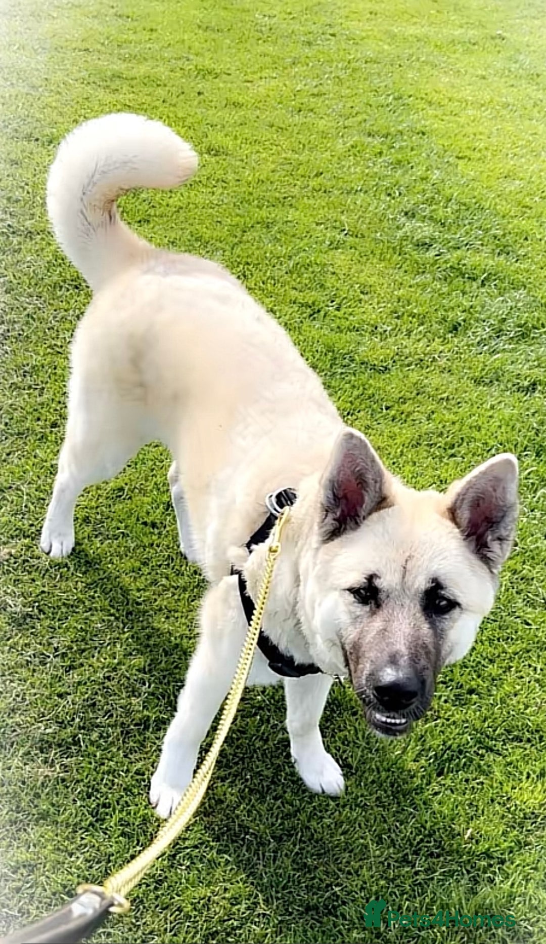 Akita dogs for sale: Akita puppies  - Advert 16