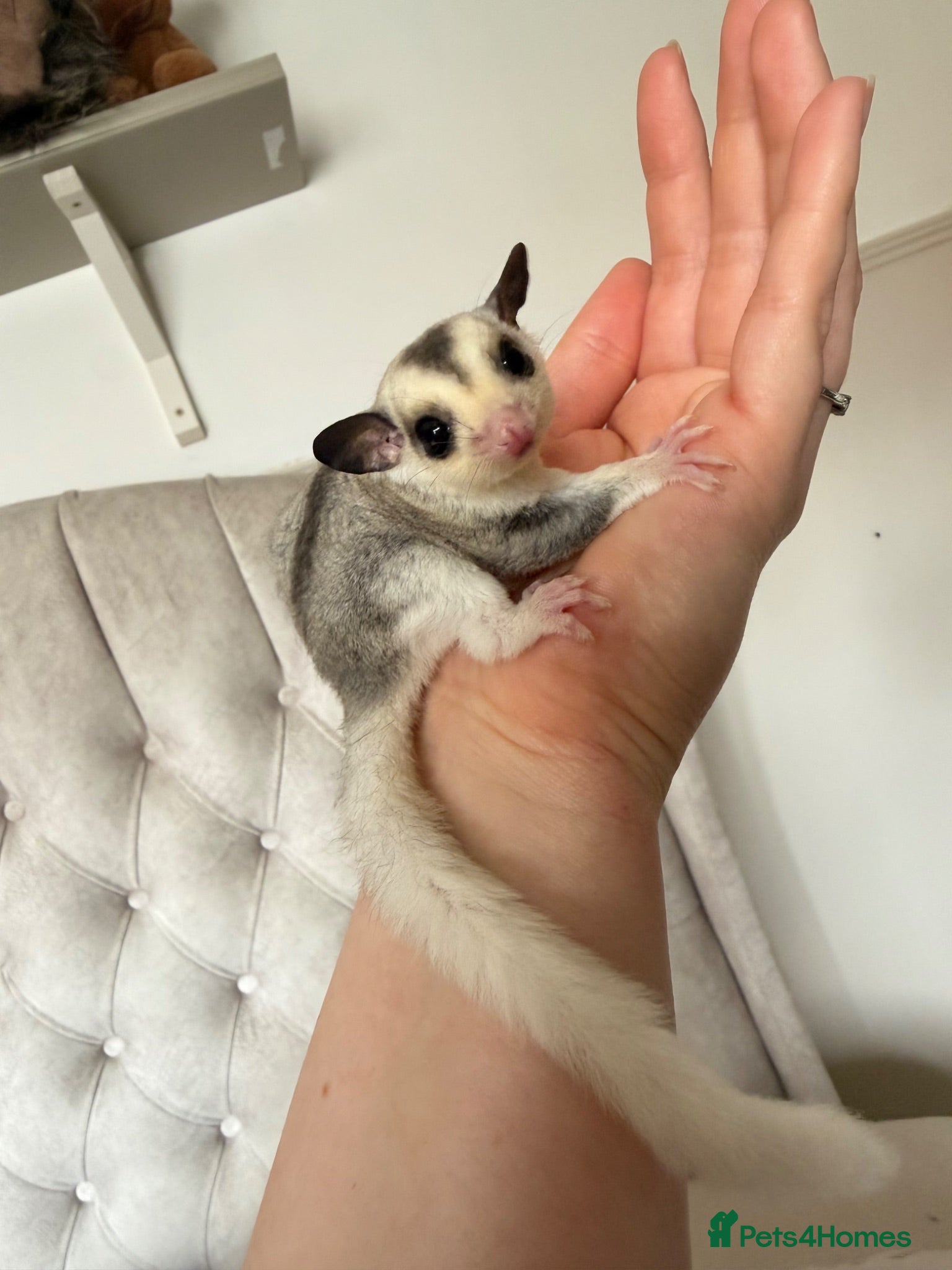Sugar Glider rodents Sugar gliders- male mosaic left  - Advert 4