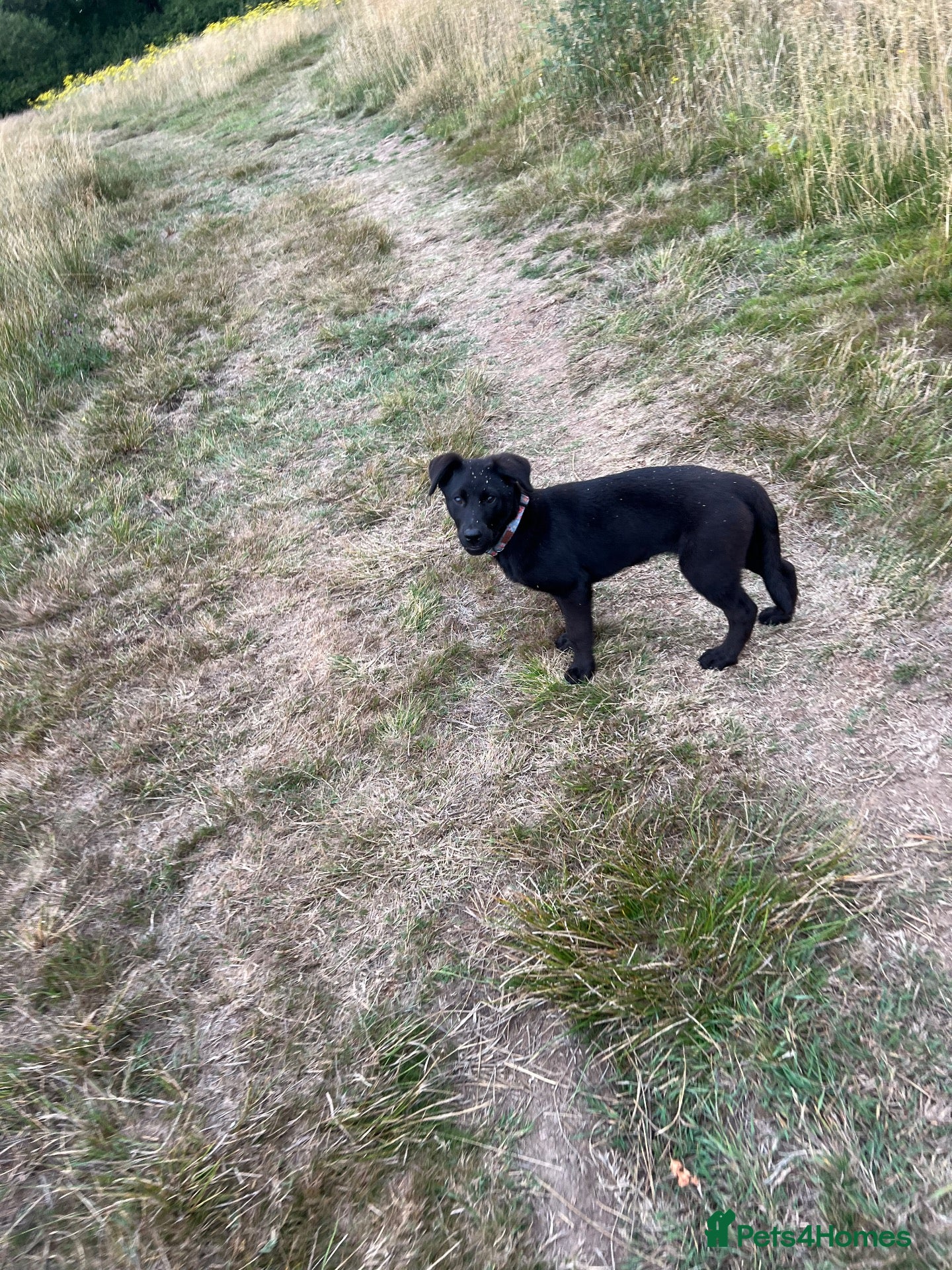 Mixed Breed dogs Bonnie 💜  - Advert 4