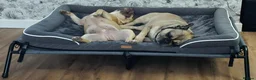 French Bulldog dogs for sale: 2 french bulldogs MUST STAY TOGETHER  - Advert 9