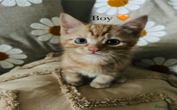 Mixed Breed cats for sale: Fluffy kittens ready on 14th Oct ❤️🧡💛💚💜 - Image 12