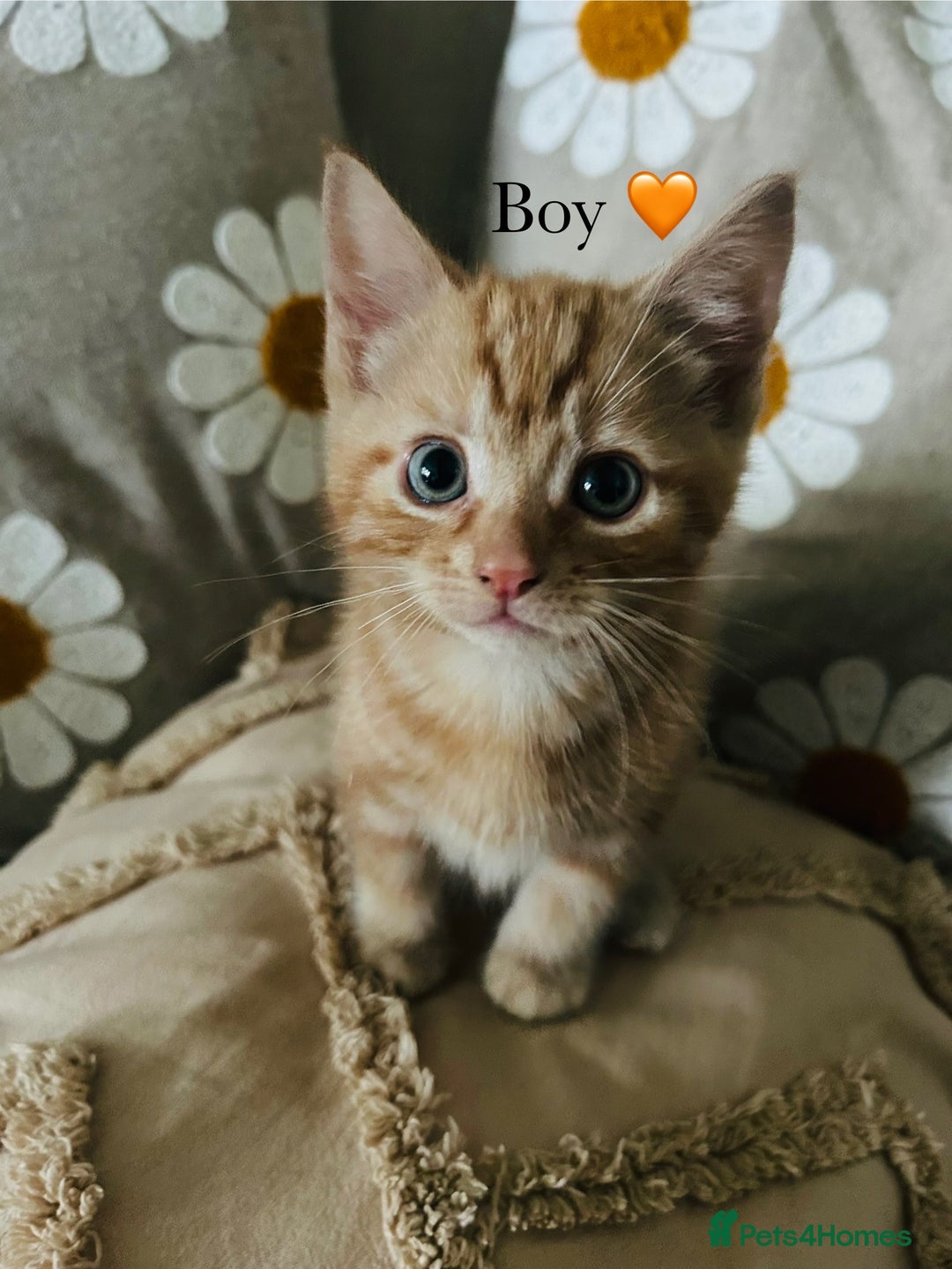 Mixed Breed cats for sale: Fluffy kittens ready on 14th Oct ❤️🧡💛💚💜 - Image 12