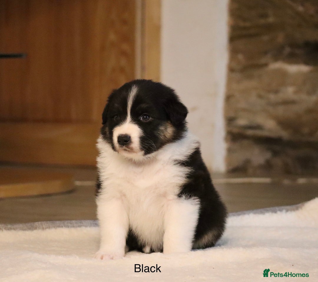 Australian Shepherd dogs for sale: Australian Shepherd Puppies  - Image 7