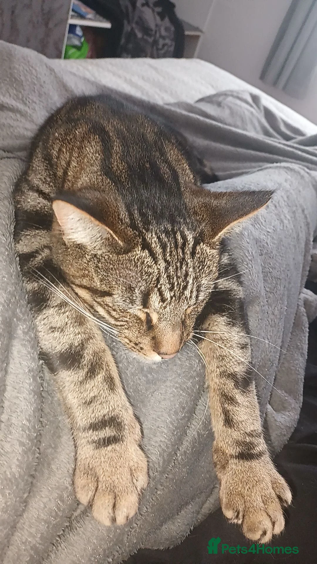 Mixed Breed cats for sale: Barry - Advert 2