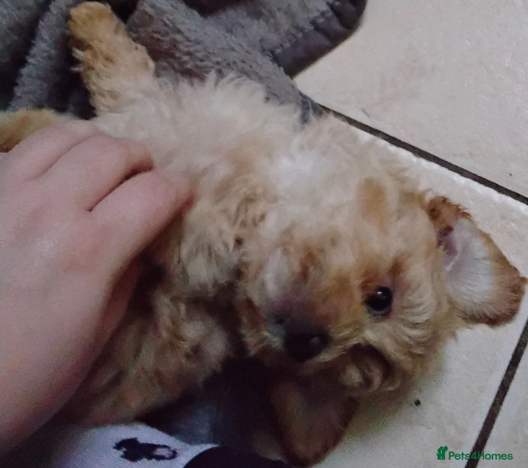 Maltipoo dogs for sale: Maltipoo pups ready now  - Advert 4