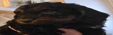 Cockapoo 3