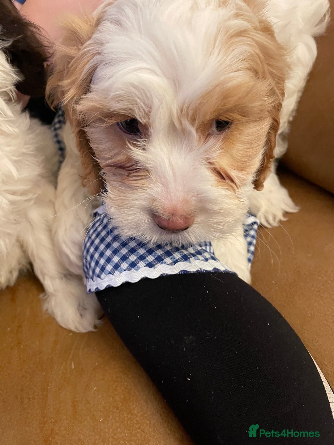 Cockapoo dogs for sale: Chunky Cockapoo Puppies - Image 6