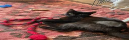 Domestic Shorthair cats for adoption: Star, 8 month old girl  - Advert 9