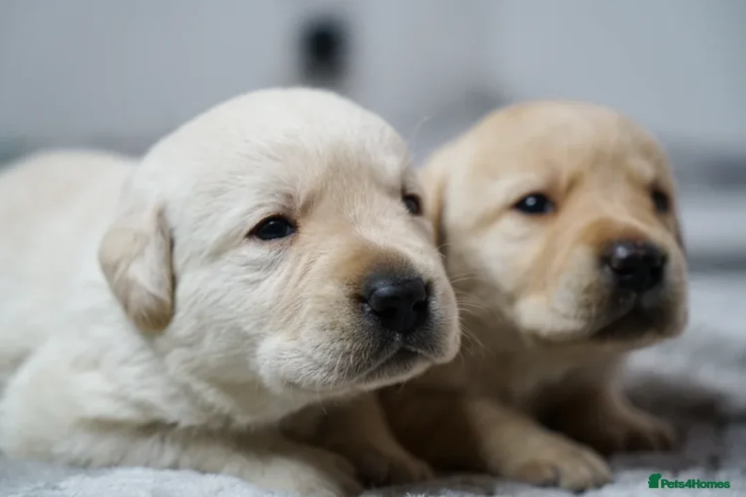 Labrador Retriever dogs for sale: Full Show & Fully health Tested Stud - Advert 17