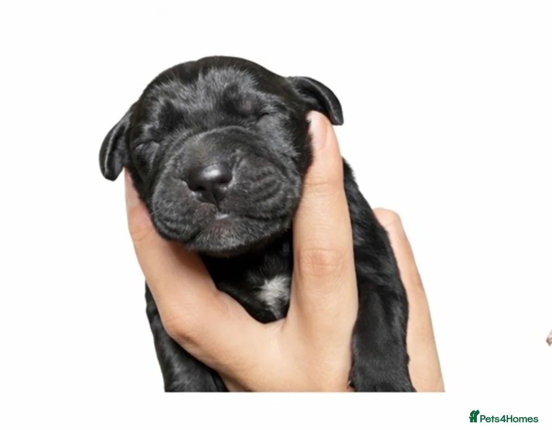 Mixed Breed dogs for sale: Daniffs (Great Dane  ** tiff) - Advert 7