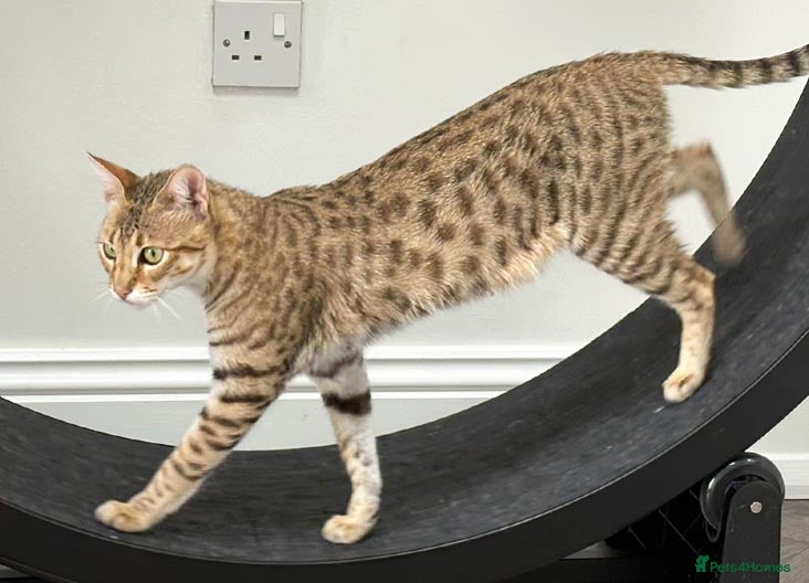 Savannah cats Beautiful Golden Savannah Girl Scampi - Advert 2