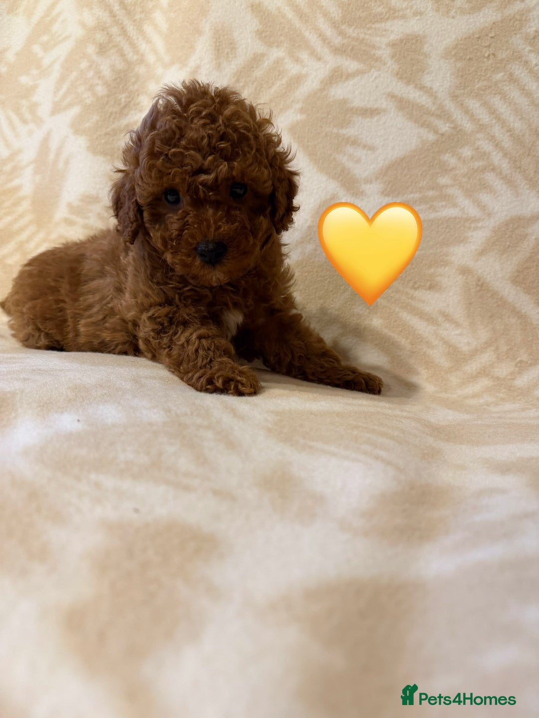 Toy Poodle dogs for sale: Beautiful toy poodles  - Advert 11