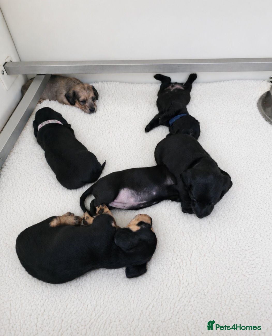 Miniature Dachshund dogs KC reg, solid Black puppies  - Advert 1