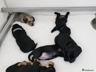 Miniature Dachshund dogs KC reg, solid Black puppies - Advert 1