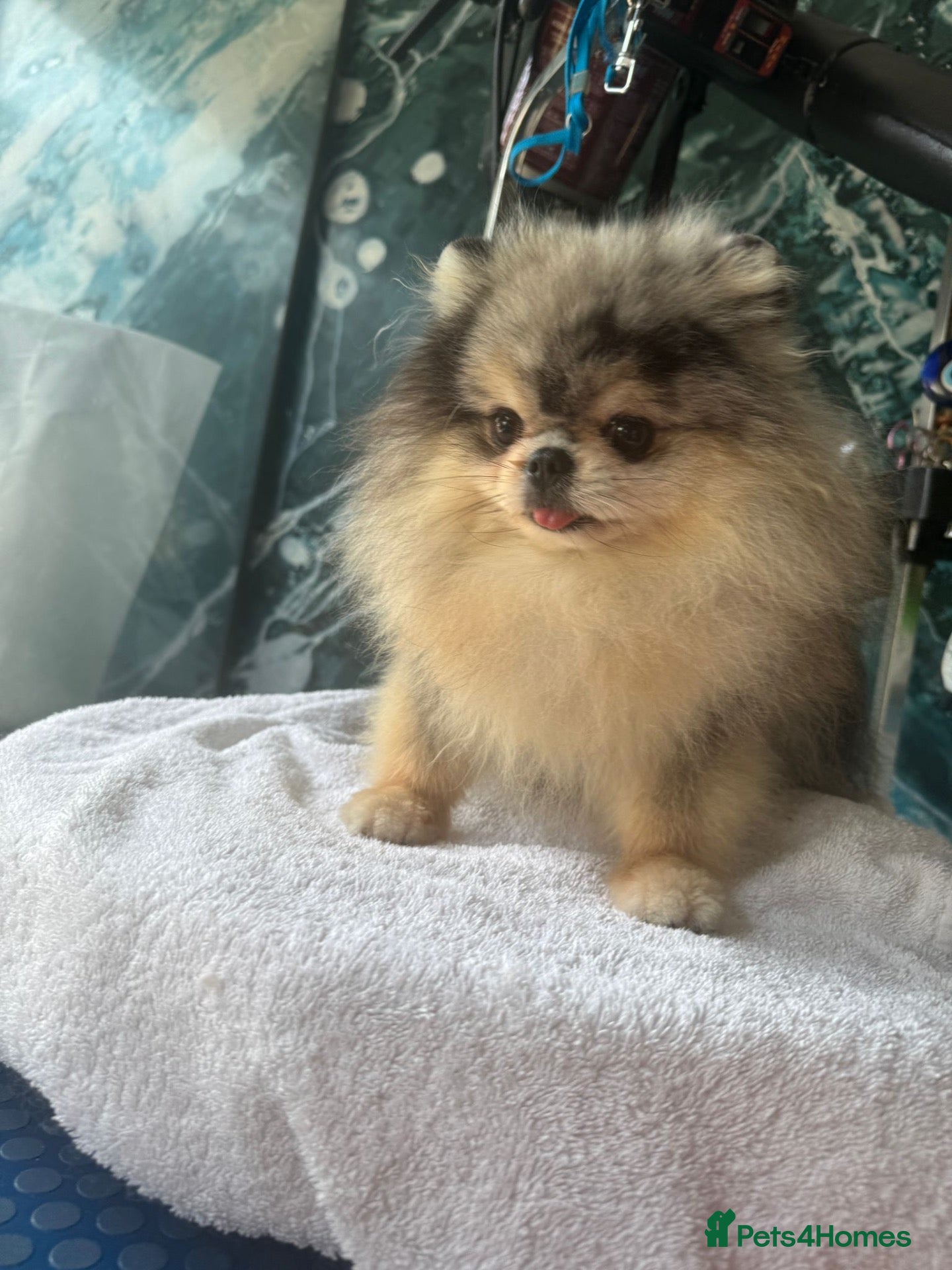Pomeranian dogs Proper teddy type merle tan stud  - Advert 2