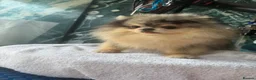Pomeranian dogs for stud: Proper teddy type merle tan stud  - Advert 1