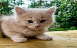 Ragcoon cats for sale: Ragdol x Main Coon  - Image 8