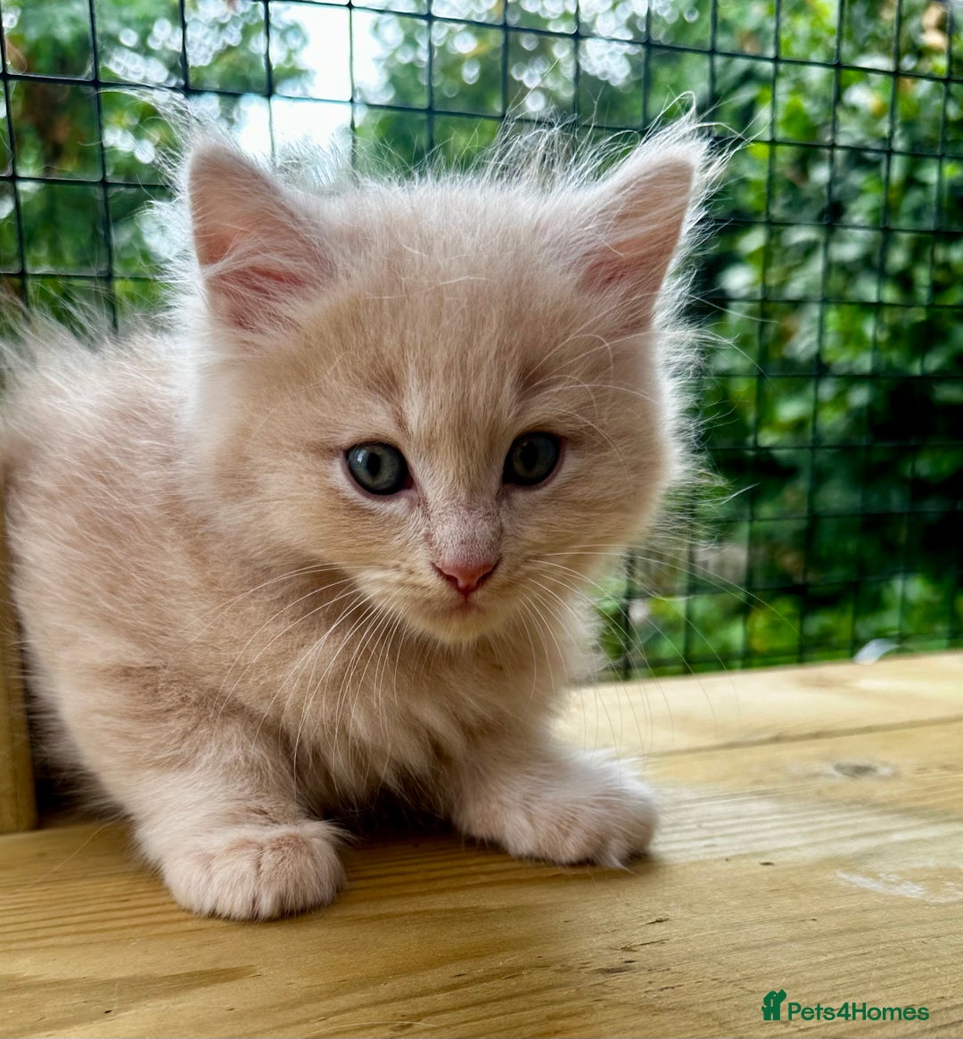 Ragcoon cats for sale: Ragdol x Main Coon  - Image 8