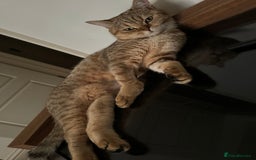 British Shorthair cats for sale: Golden british short hair kittens - Image 16