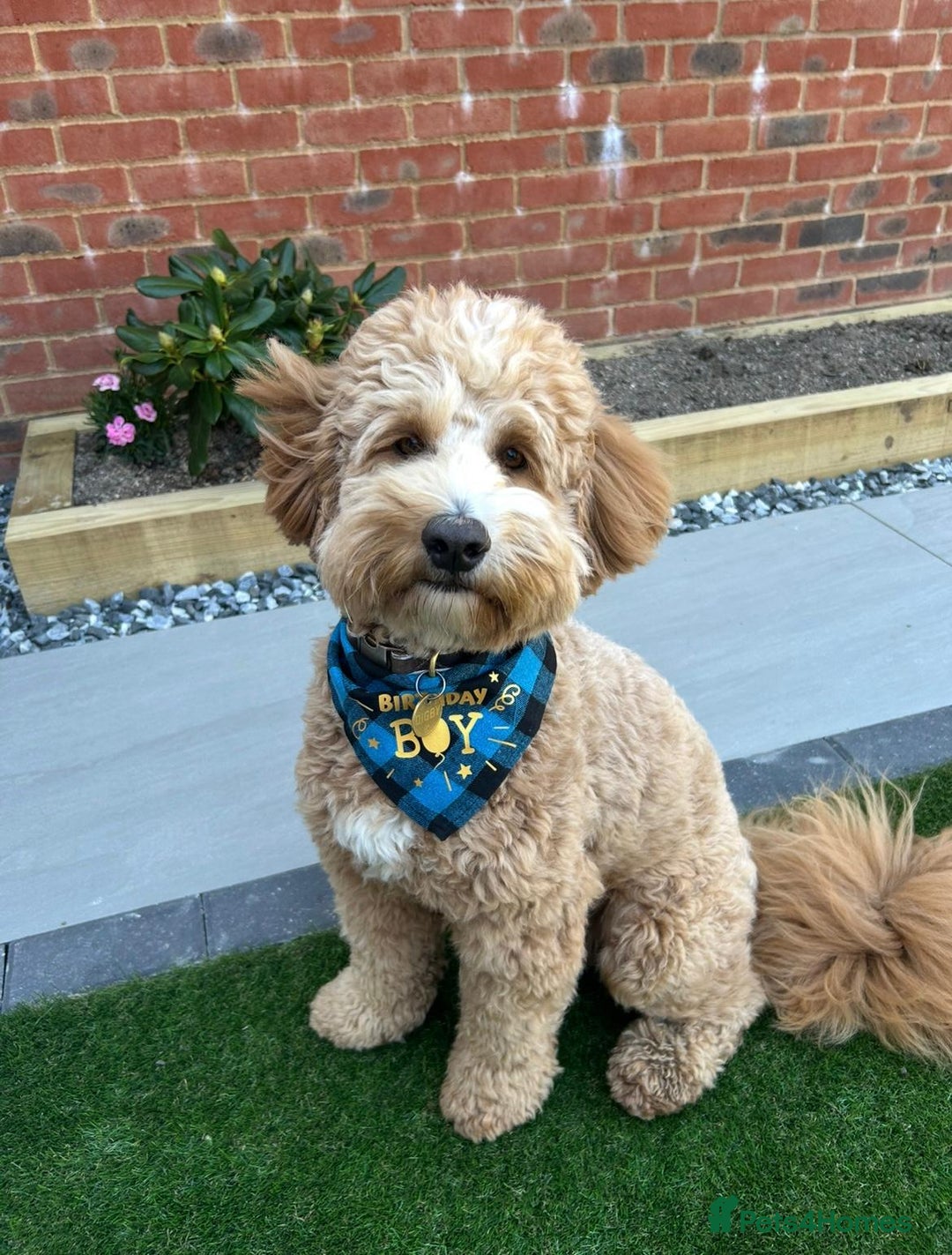 Mixed Breed dogs for sale: 18 month old, Family raised, Male Sheepadoodle - Image 3