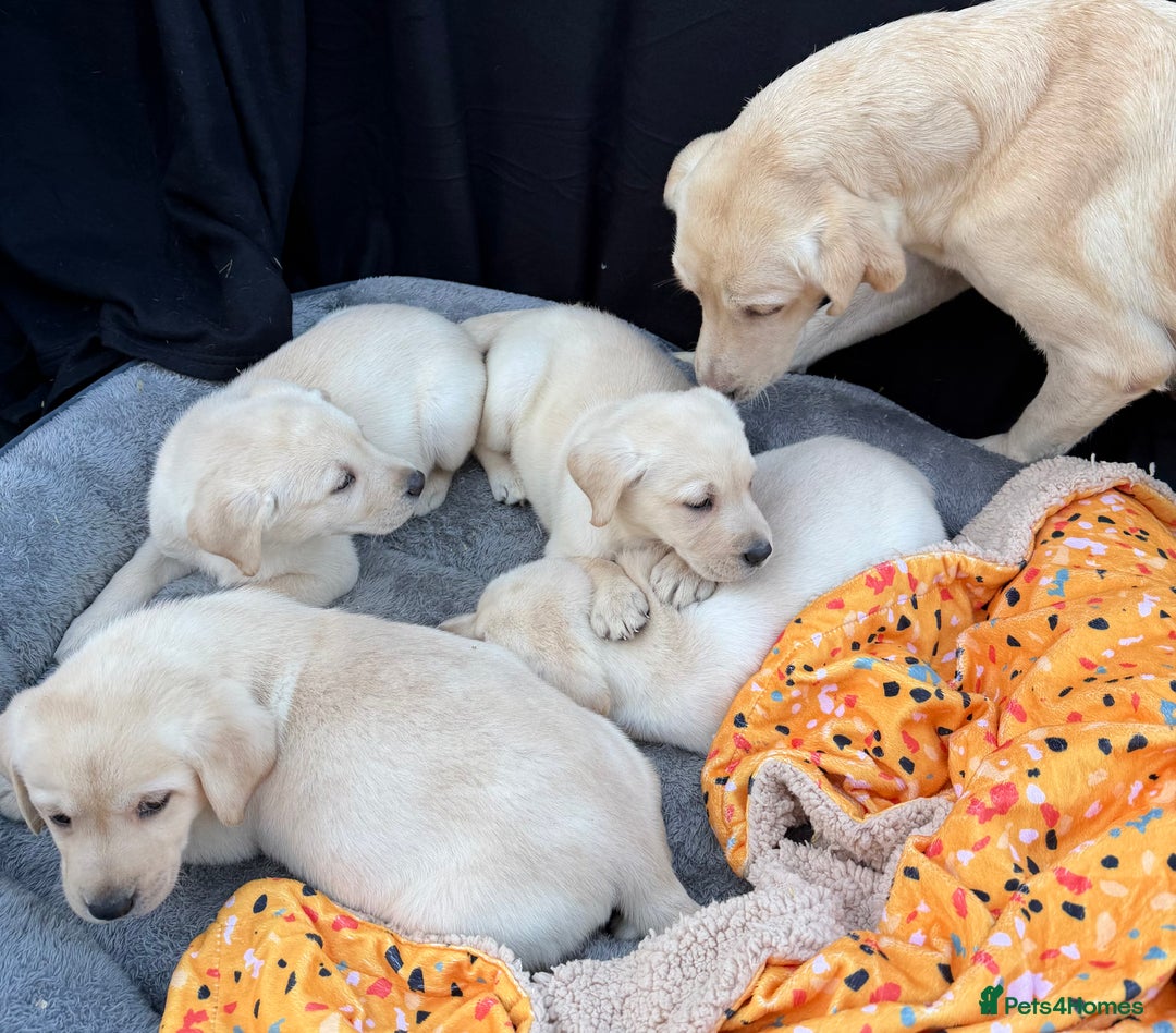Labrador Retriever dogs for sale: Labrador puppies - Advert 2