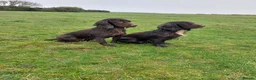 Cocker Spaniel dogs for sale: Health tested working cocker spaniels  in Durham - Advert 6