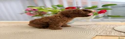 Cavapoo dogs for sale: Ready NOW only TWO boys left! F1bb Toy Cavapoos - Advert 10
