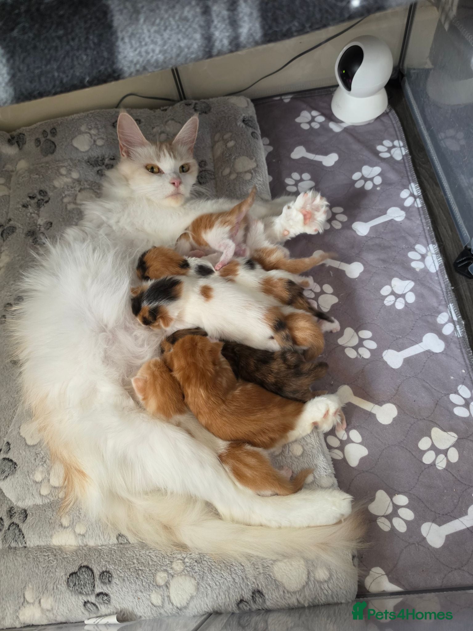 Mixed Breed cats Maine coon X kittens  - Advert 1