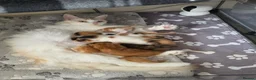 Mixed Breed cats for sale: Maine coon X kittens  - Advert 1