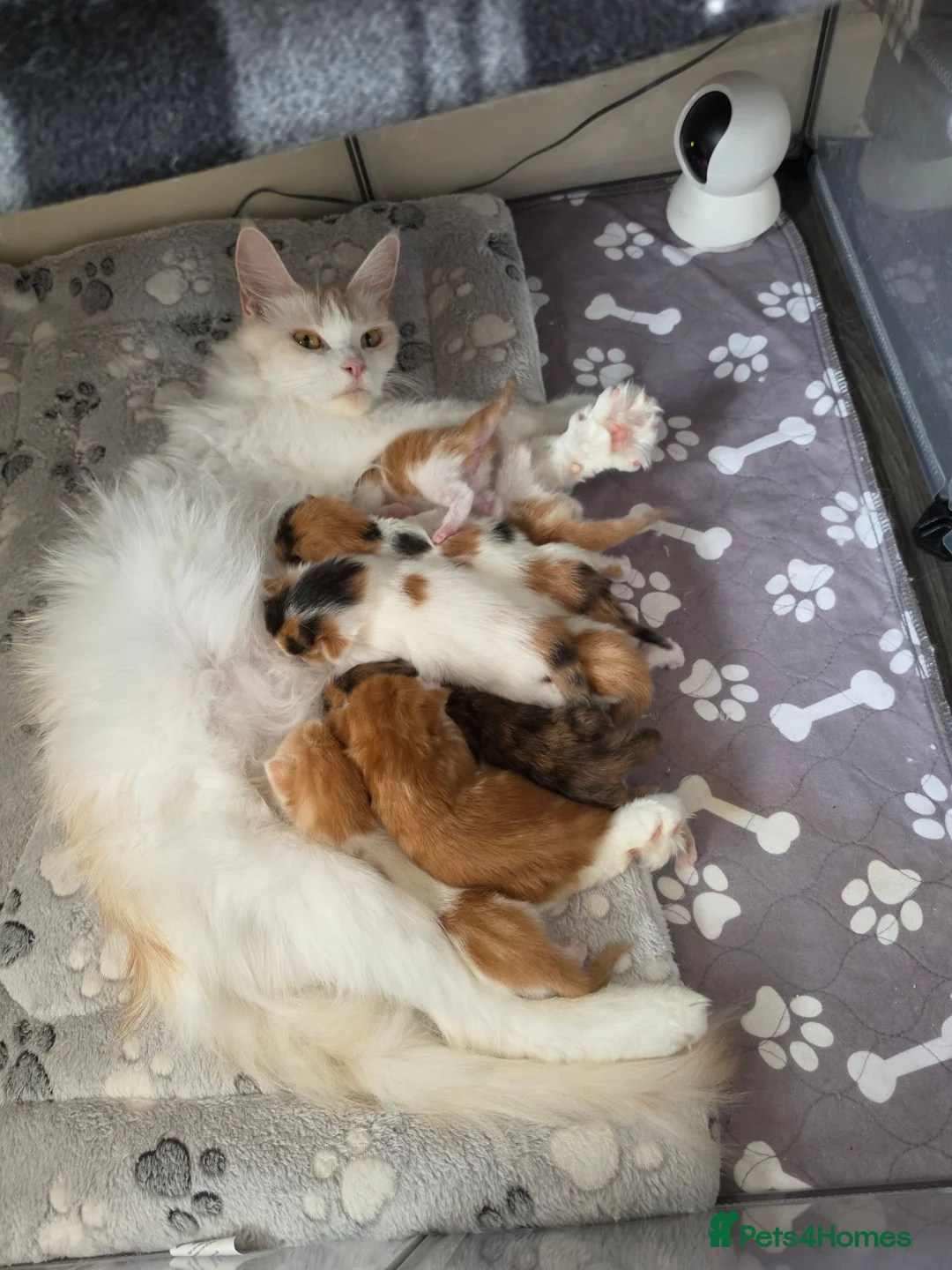 Mixed Breed cats for sale: Maine coon X kittens  - Advert 1
