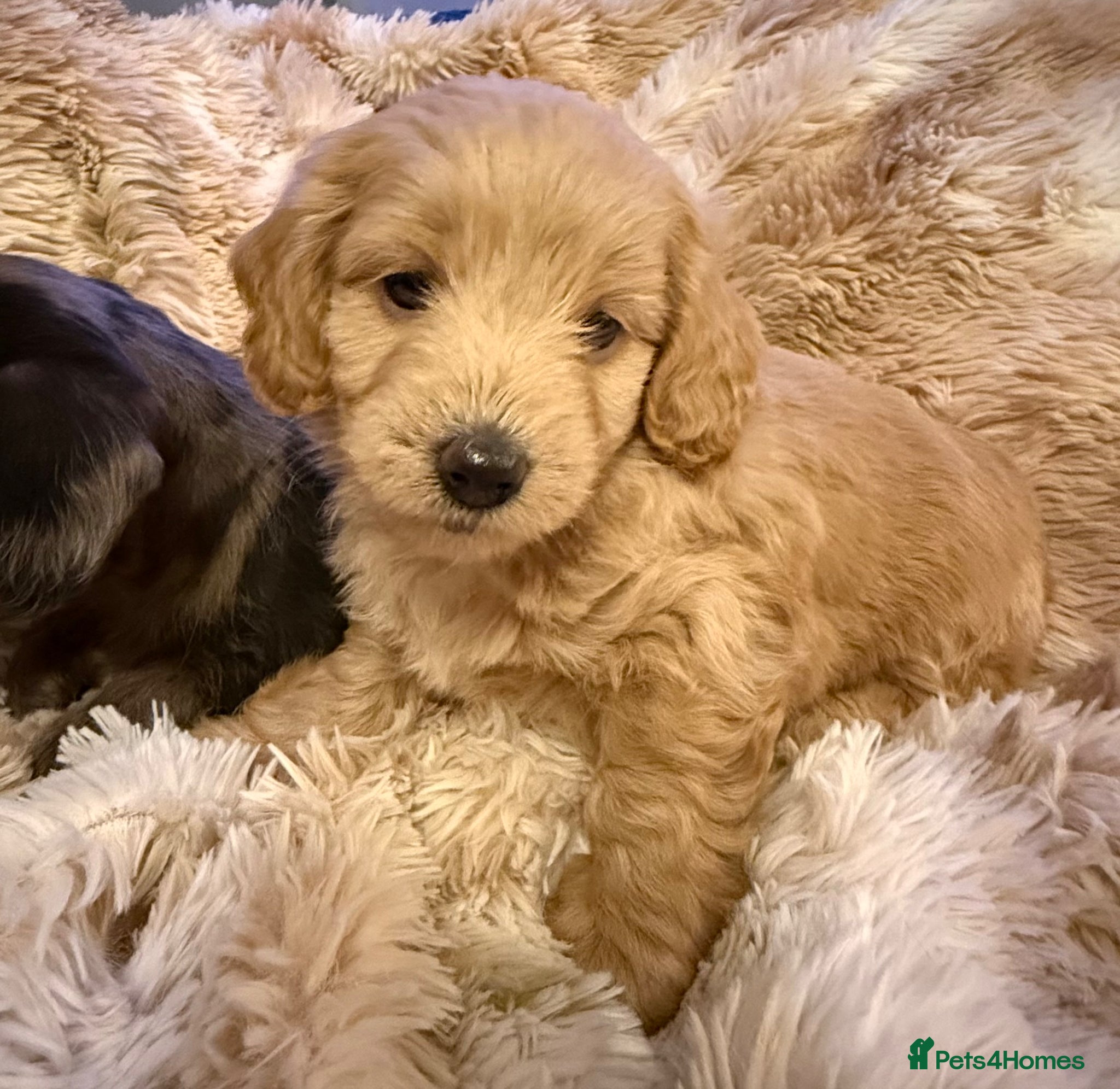 Mixed Breed dogs Stunning quality Daxipoo pups   - Advert 1