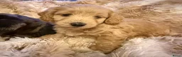 Mixed Breed dogs for sale: Stunning quality Daxipoo pups   - Advert 2