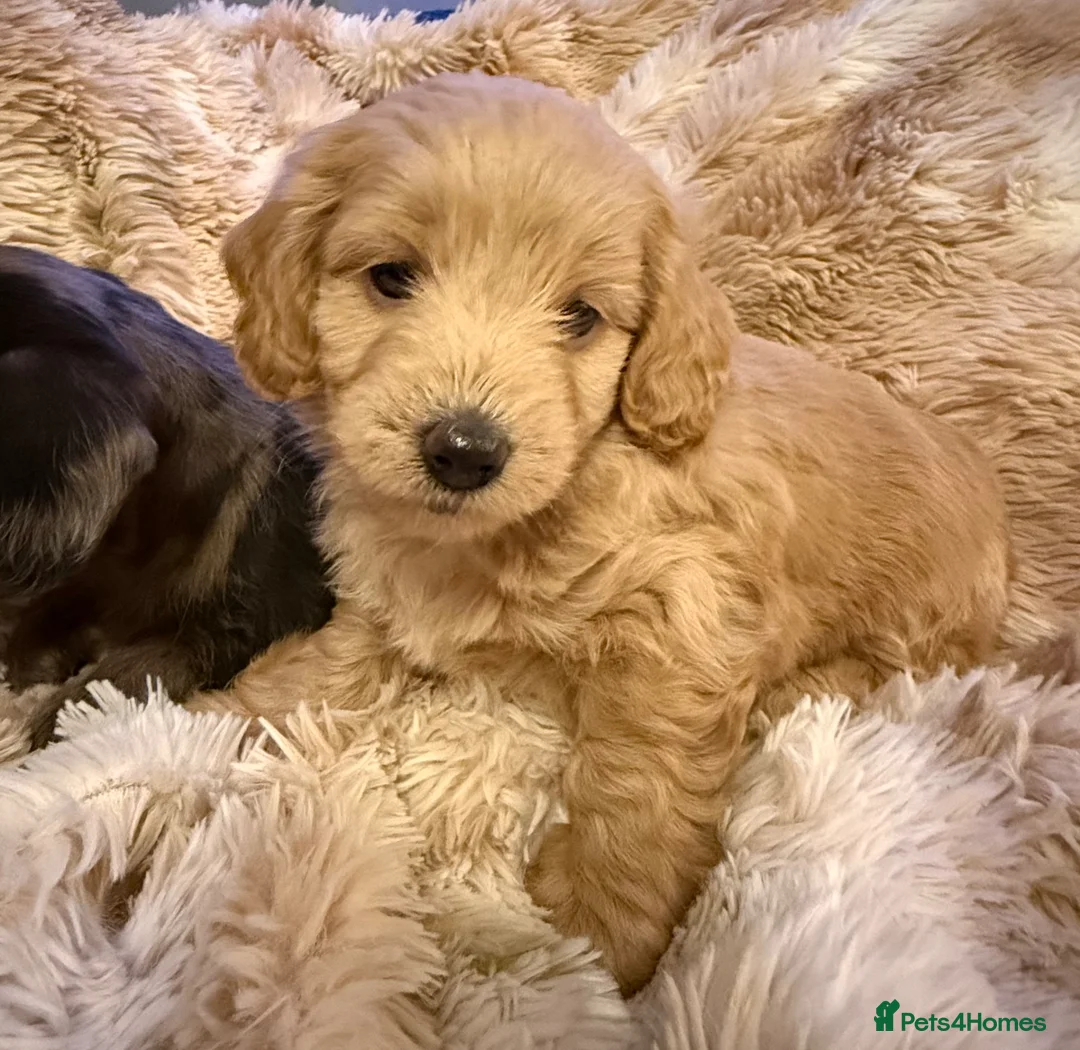 Mixed Breed dogs for sale: Stunning quality Daxipoo pups   - Advert 2