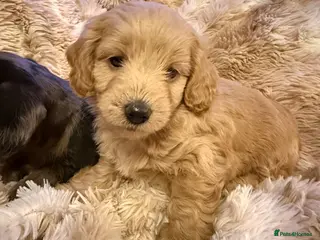 Mixed Breed dogs Stunning quality Daxipoo pups - Advert 1