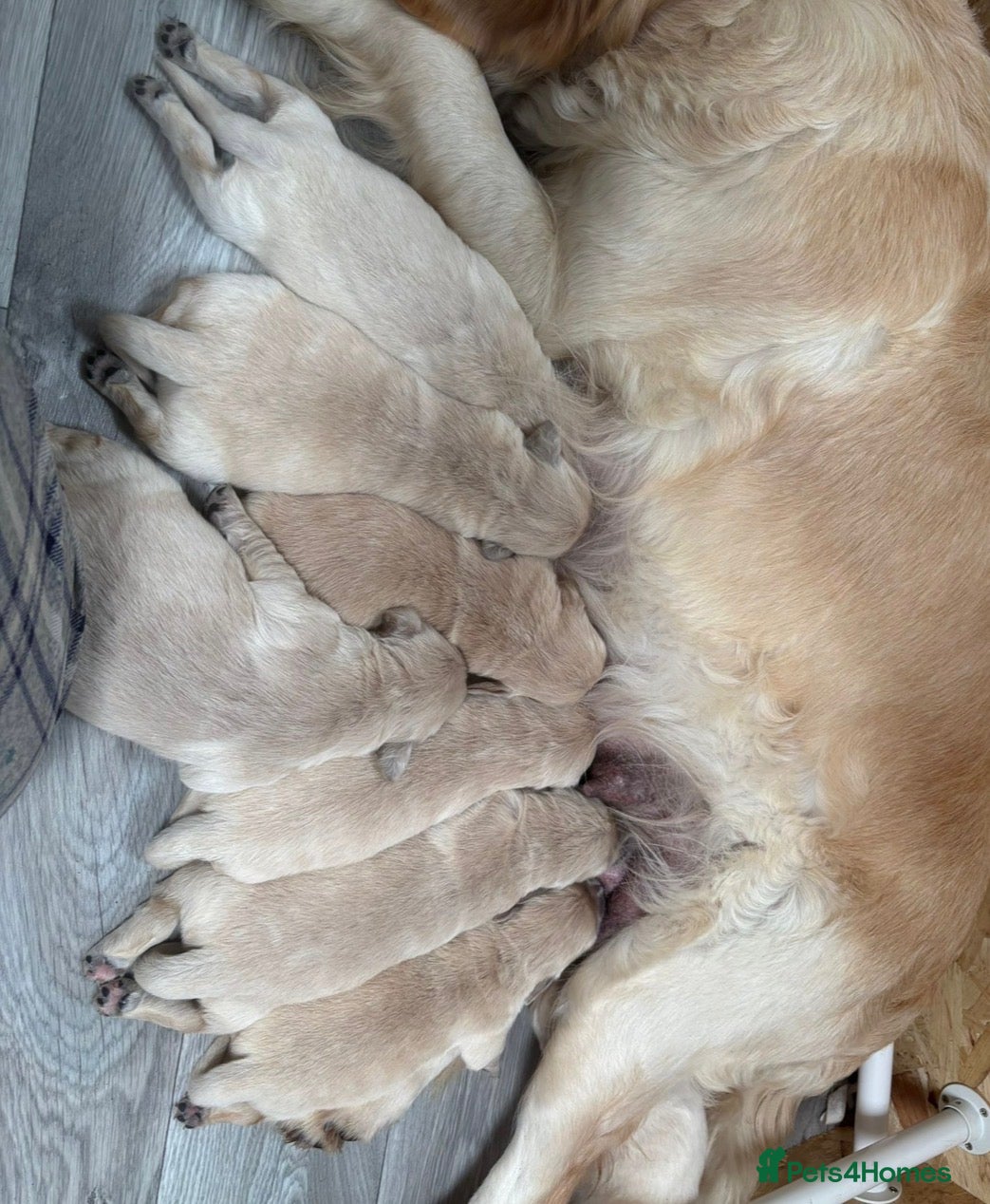 Golden Retriever dogs Stunning KC Registered Golden Retriever Puppies 🐾 - Advert 2