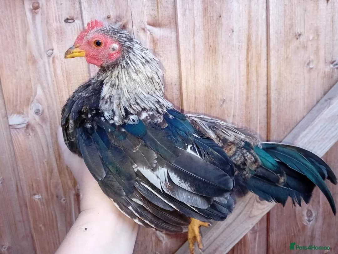Chickens poultry for sale: Seramas Available Cockerels and Pullets in Burntwood - Advert 2