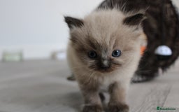 Ragdoll cats for sale: 💎 OUTSTANDING QUALITY MINK ragdoll kittens 💎 - Image 6